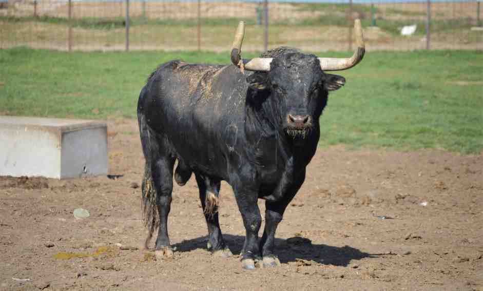 Bull Ranch Madrid Experience