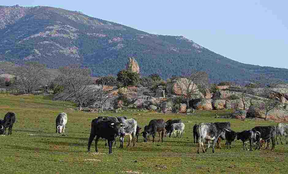 Best Madrid Bullfight Ranch Locations
